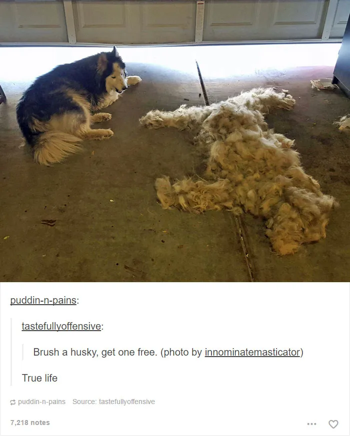 109 Dog Posts On Tumblr That Are Impossible To Get Through Without Smiling