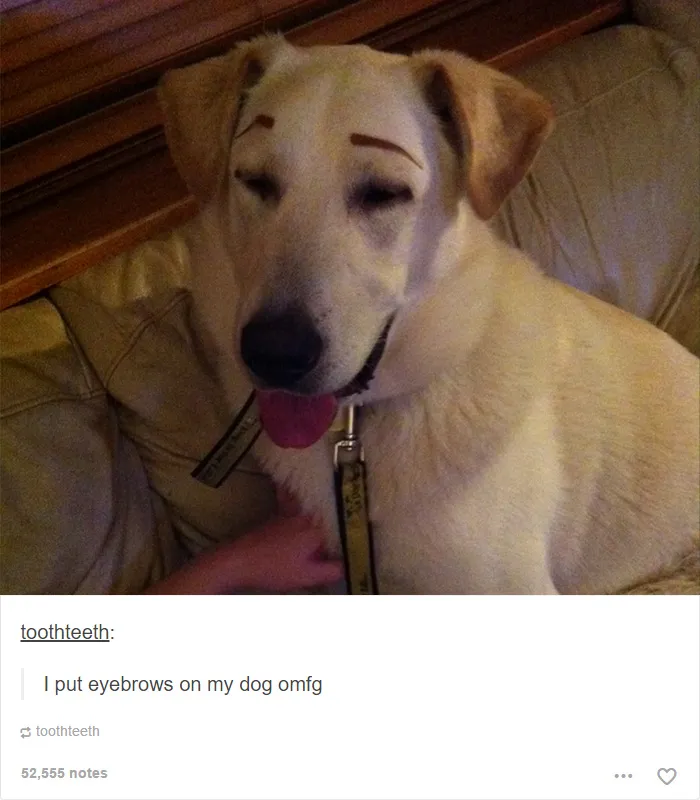 109 Dog Posts On Tumblr That Are Impossible To Get Through Without Smiling