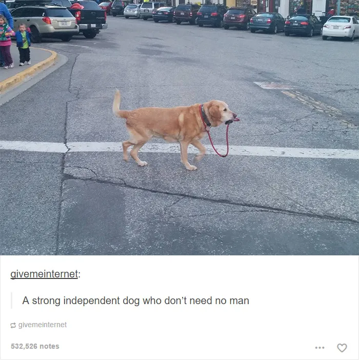109 Dog Posts On Tumblr That Are Impossible To Get Through Without Smiling