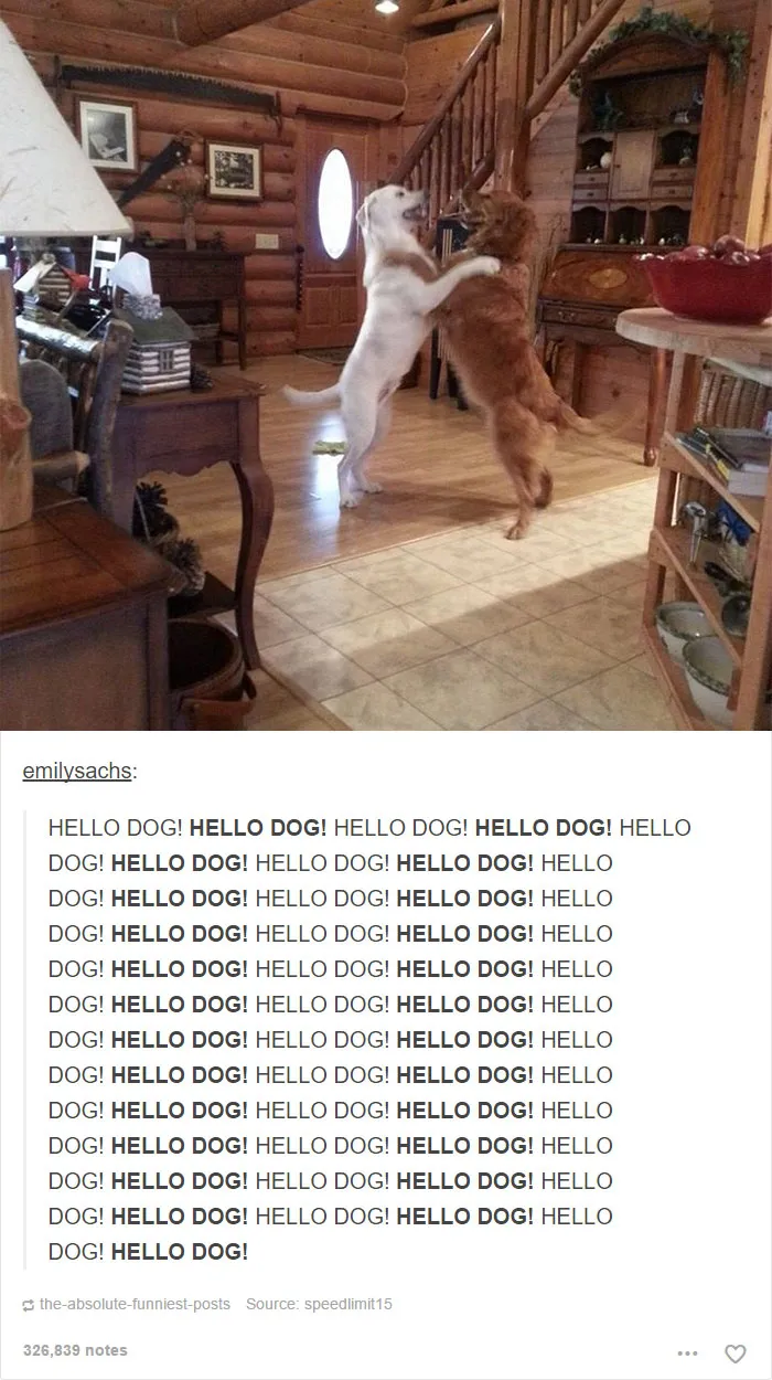 109 Dog Posts On Tumblr That Are Impossible To Get Through Without Smiling