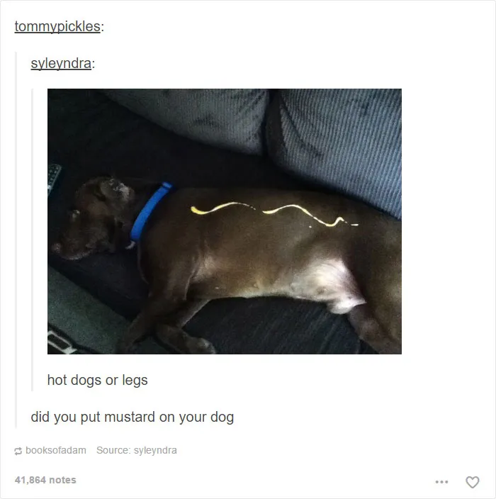 109 Dog Posts On Tumblr That Are Impossible To Get Through Without Smiling