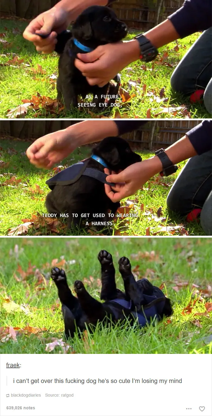 109 Dog Posts On Tumblr That Are Impossible To Get Through Without Smiling