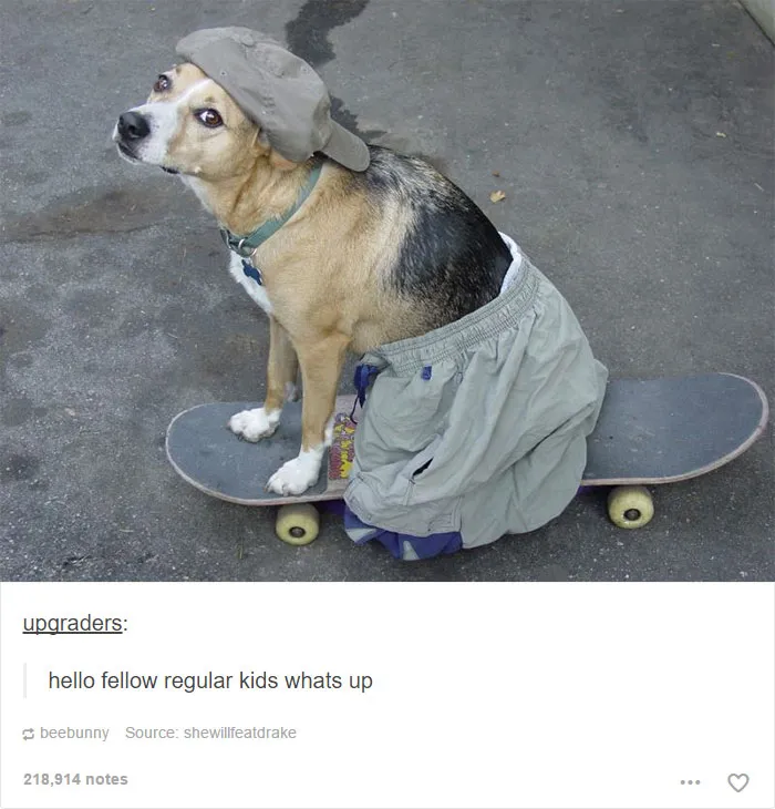 109 Dog Posts On Tumblr That Are Impossible To Get Through Without Smiling