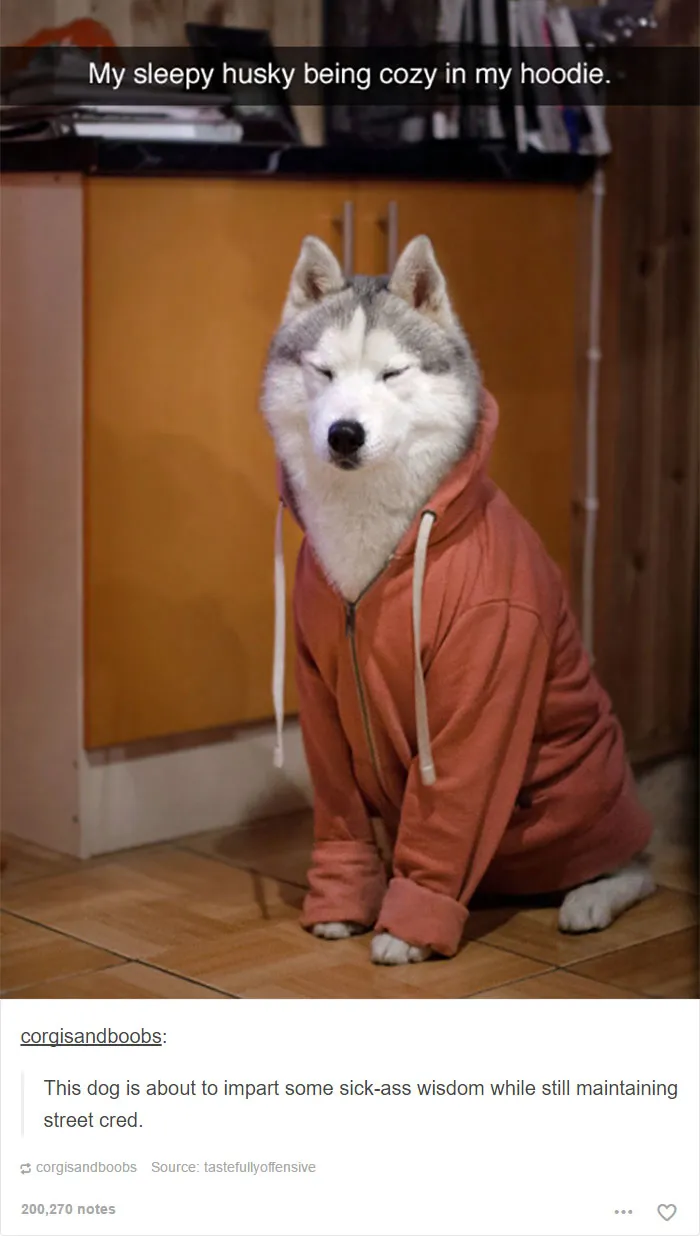 109 Dog Posts On Tumblr That Are Impossible To Get Through Without Smiling