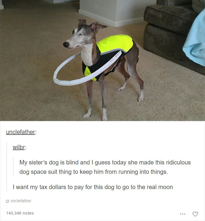 109 Dog Posts On Tumblr That Are Impossible To Get Through Without Smiling