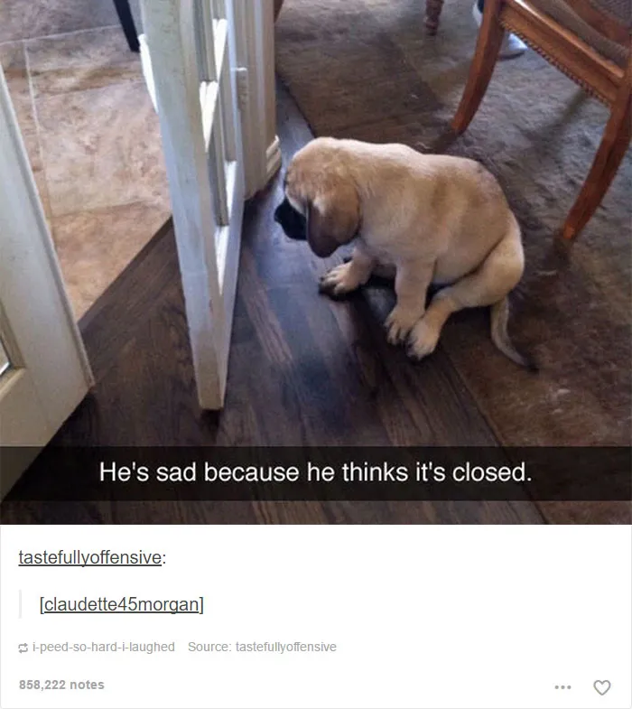 109 Dog Posts On Tumblr That Are Impossible To Get Through Without Smiling