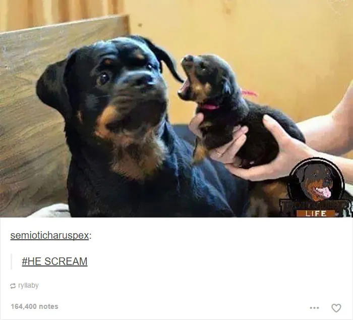 109 Dog Posts On Tumblr That Are Impossible To Get Through Without Smiling