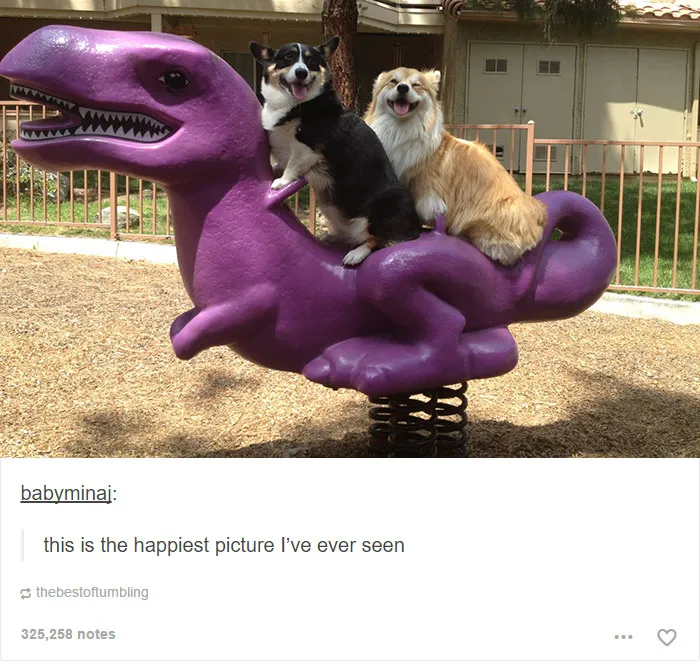 109 Dog Posts On Tumblr That Are Impossible To Get Through Without Smiling