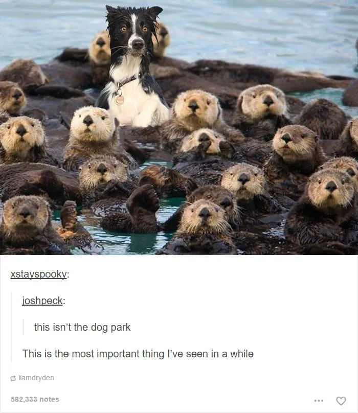 109 Dog Posts On Tumblr That Are Impossible To Get Through Without Smiling