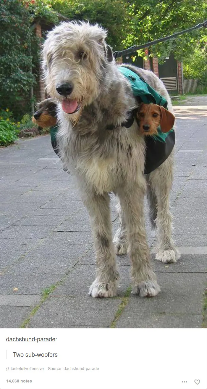 109 Dog Posts On Tumblr That Are Impossible To Get Through Without Smiling