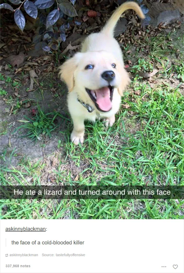 109 Dog Posts On Tumblr That Are Impossible To Get Through Without Smiling