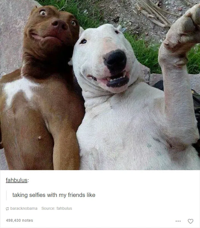 109 Dog Posts On Tumblr That Are Impossible To Get Through Without Smiling