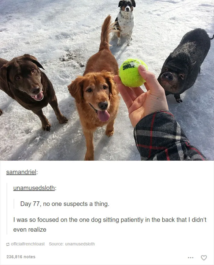 109 Dog Posts On Tumblr That Are Impossible To Get Through Without Smiling