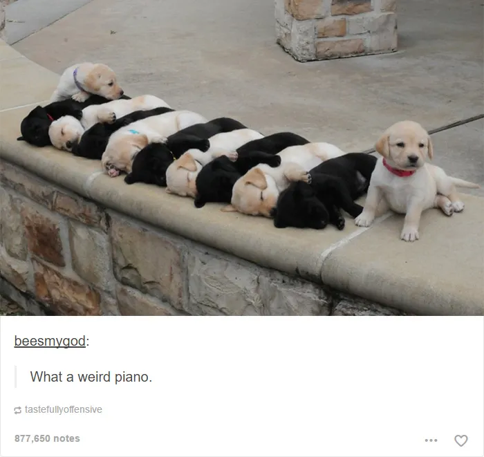 109 Dog Posts On Tumblr That Are Impossible To Get Through Without Smiling