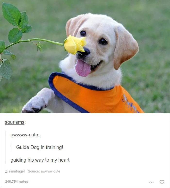 109 Dog Posts On Tumblr That Are Impossible To Get Through Without Smiling