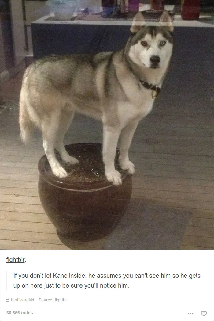 109 Dog Posts On Tumblr That Are Impossible To Get Through Without Smiling