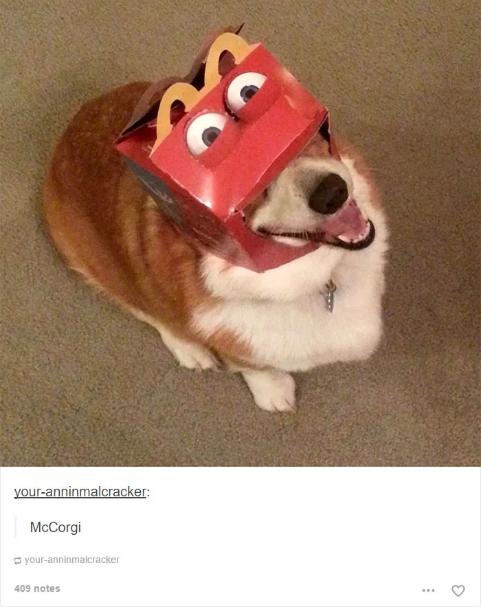109 Dog Posts On Tumblr That Are Impossible To Get Through Without Smiling