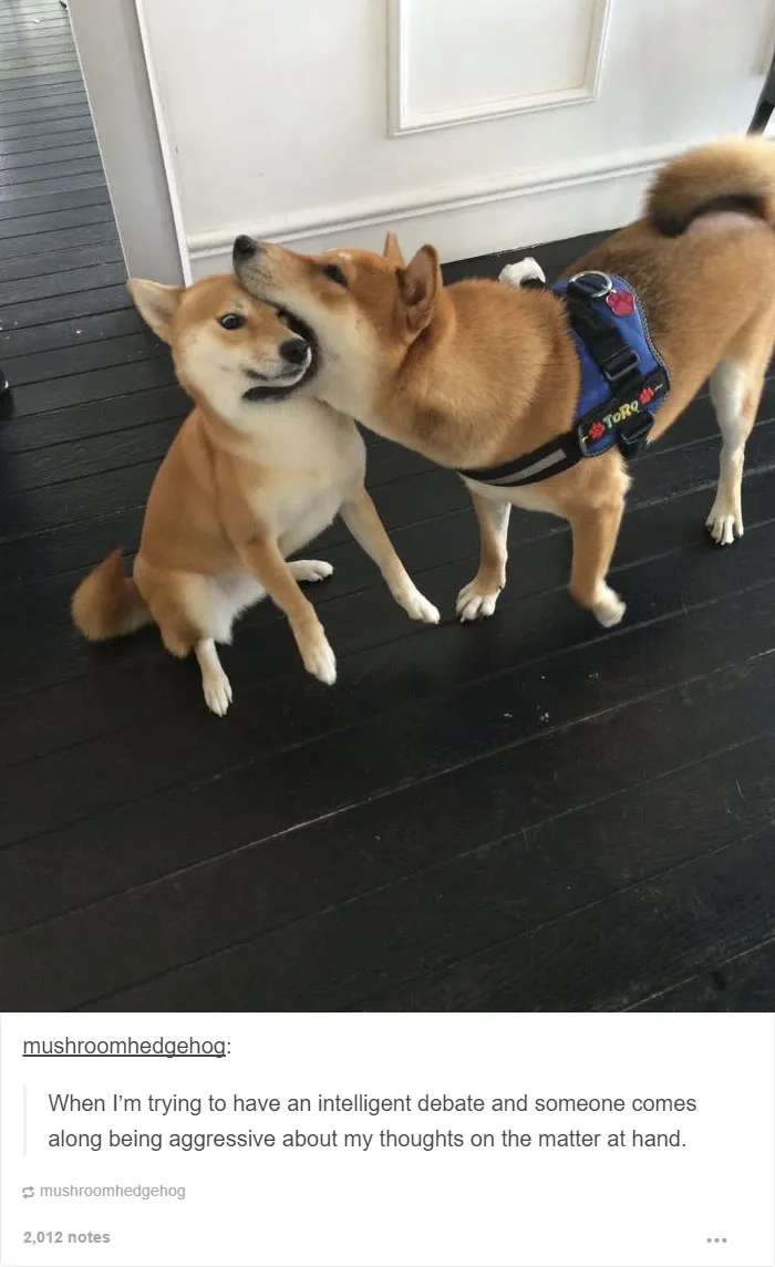 109 Dog Posts On Tumblr That Are Impossible To Get Through Without Smiling