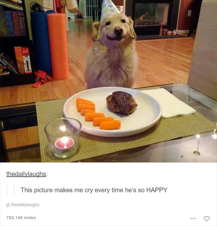 109 Dog Posts On Tumblr That Are Impossible To Get Through Without Smiling