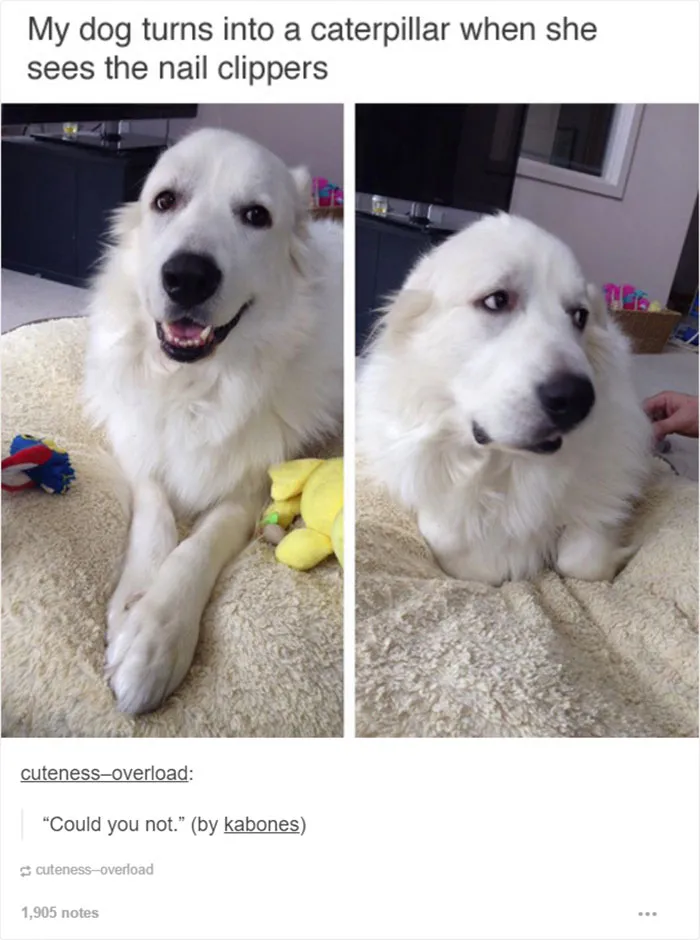 109 Dog Posts On Tumblr That Are Impossible To Get Through Without Smiling