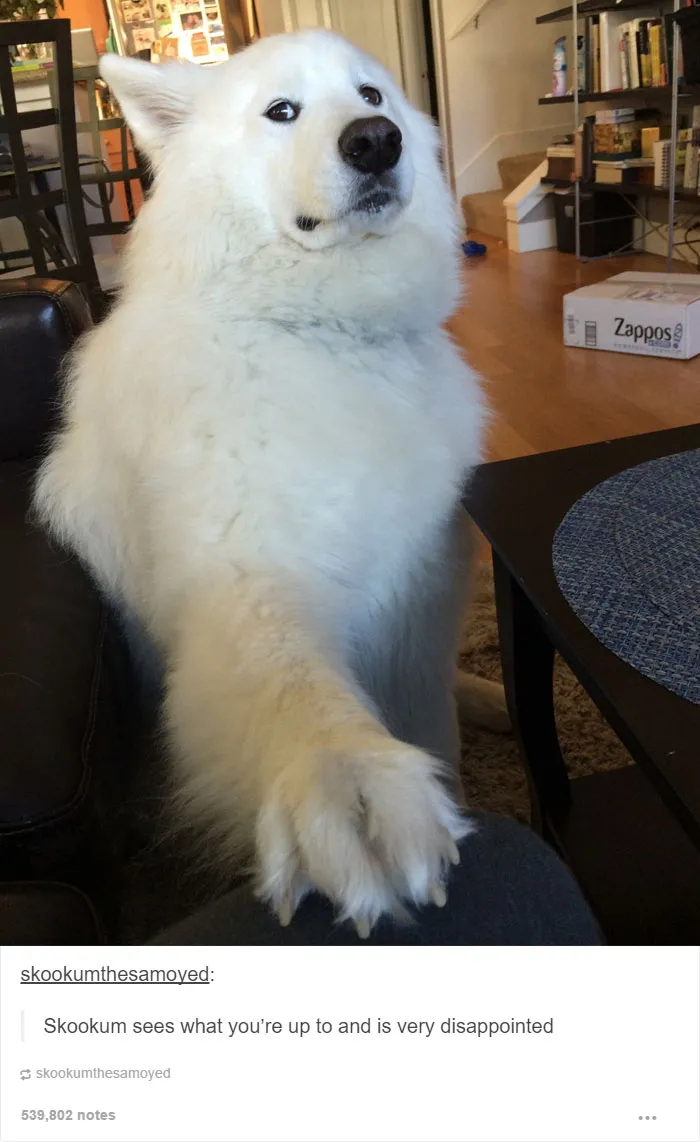 109 Dog Posts On Tumblr That Are Impossible To Get Through Without Smiling