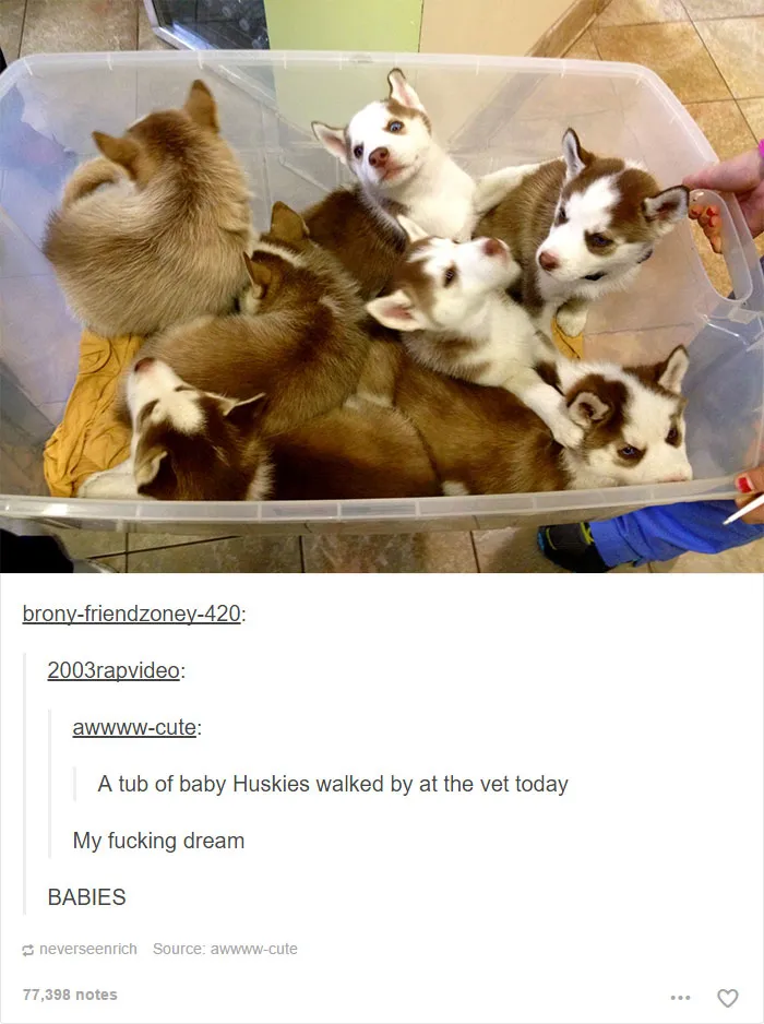 109 Dog Posts On Tumblr That Are Impossible To Get Through Without Smiling