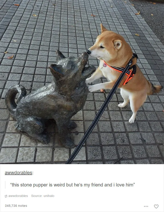 109 Dog Posts On Tumblr That Are Impossible To Get Through Without Smiling