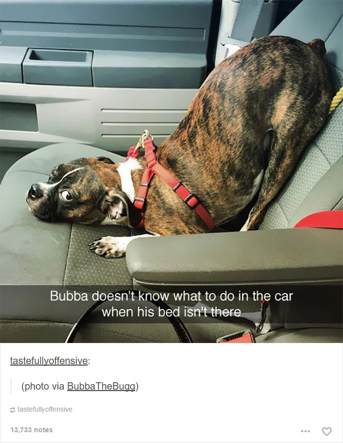 109 Dog Posts On Tumblr That Are Impossible To Get Through Without Smiling