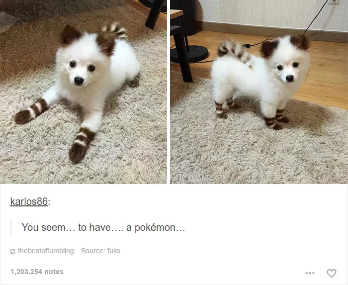 109 Dog Posts On Tumblr That Are Impossible To Get Through Without Smiling