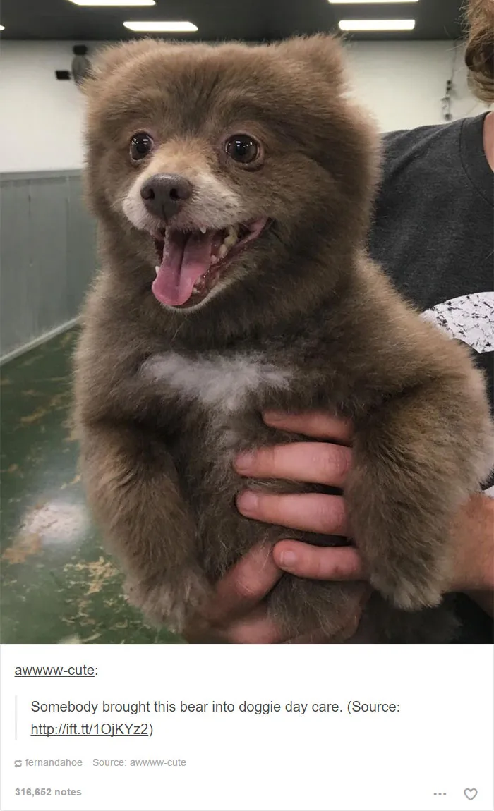 109 Dog Posts On Tumblr That Are Impossible To Get Through Without Smiling