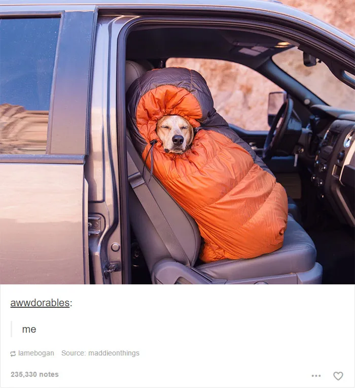 109 Dog Posts On Tumblr That Are Impossible To Get Through Without Smiling
