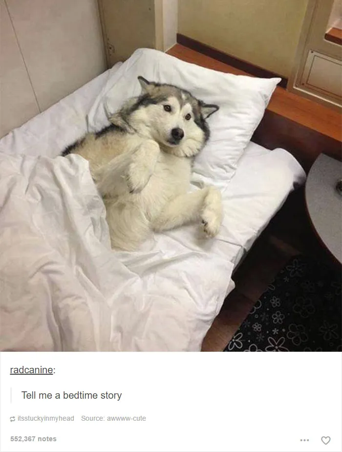 109 Dog Posts On Tumblr That Are Impossible To Get Through Without Smiling