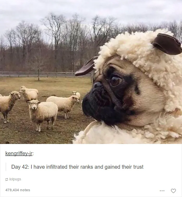 109 Dog Posts On Tumblr That Are Impossible To Get Through Without Smiling