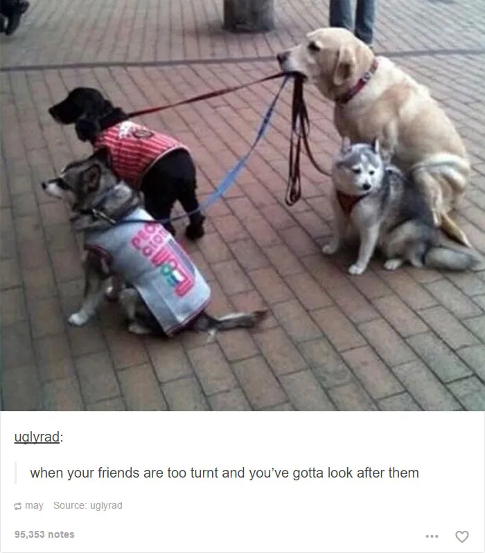 109 Dog Posts On Tumblr That Are Impossible To Get Through Without Smiling