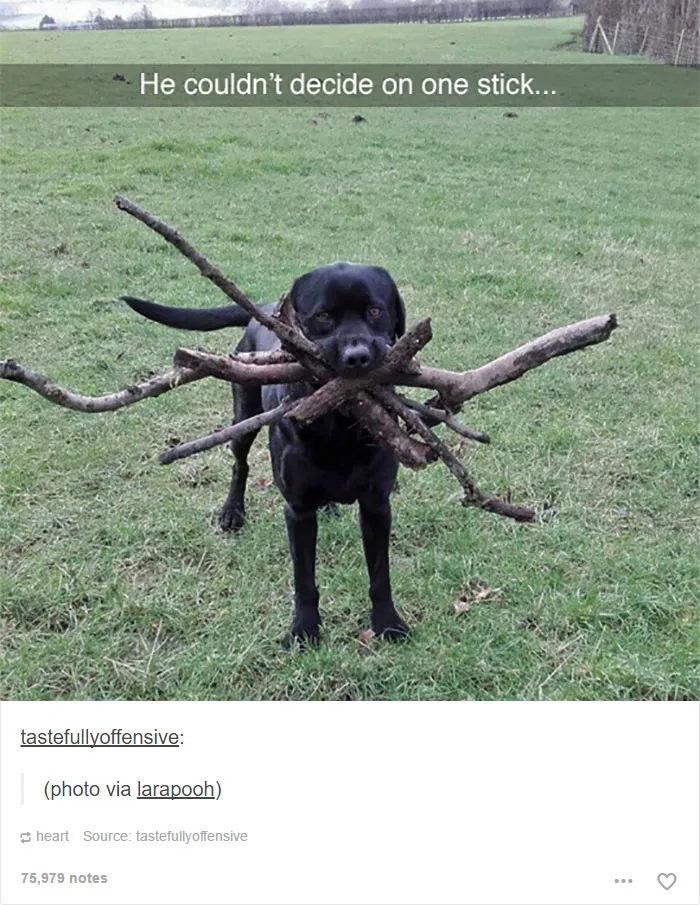 109 Dog Posts On Tumblr That Are Impossible To Get Through Without Smiling