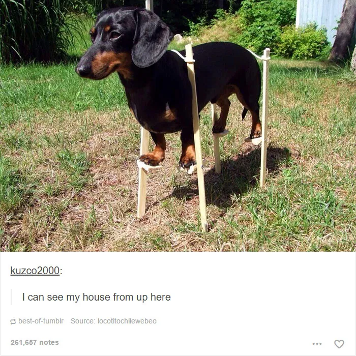 109 Dog Posts On Tumblr That Are Impossible To Get Through Without Smiling