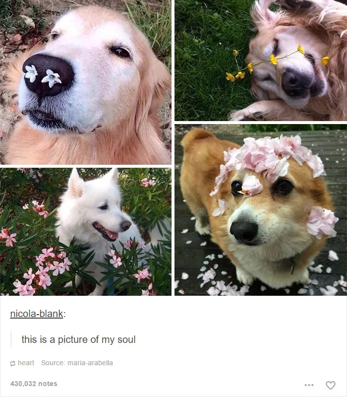 109 Dog Posts On Tumblr That Are Impossible To Get Through Without Smiling