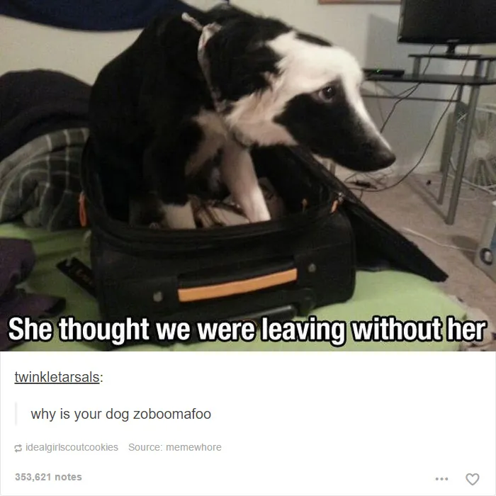 109 Dog Posts On Tumblr That Are Impossible To Get Through Without Smiling