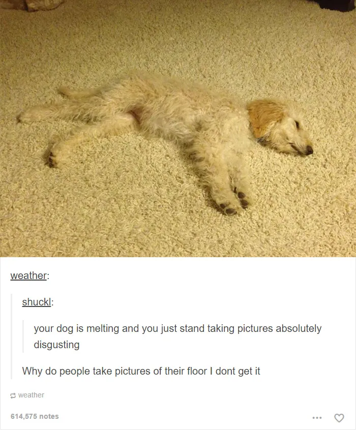 109 Dog Posts On Tumblr That Are Impossible To Get Through Without Smiling