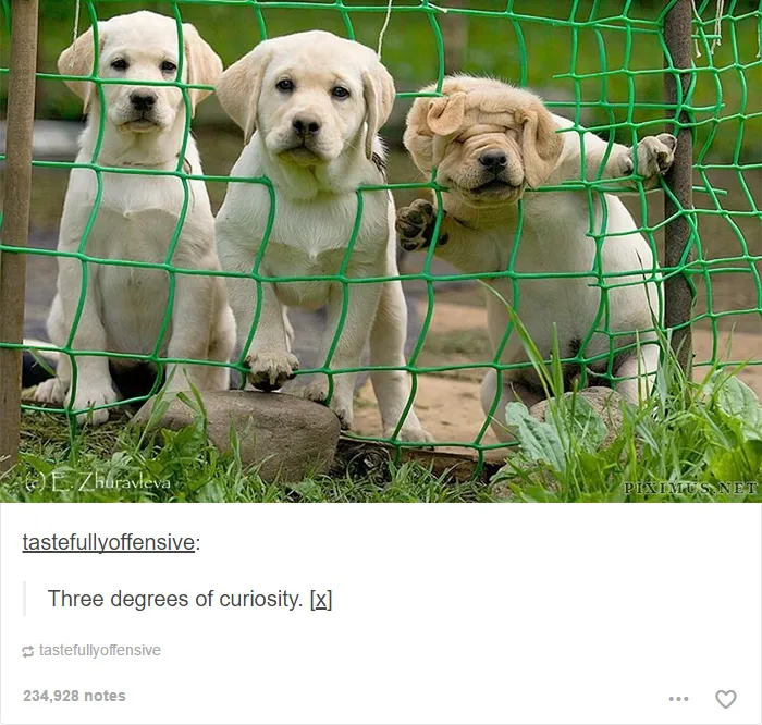 109 Dog Posts On Tumblr That Are Impossible To Get Through Without Smiling