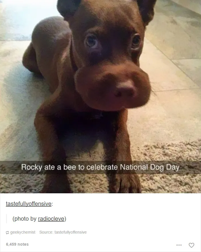 109 Dog Posts On Tumblr That Are Impossible To Get Through Without Smiling