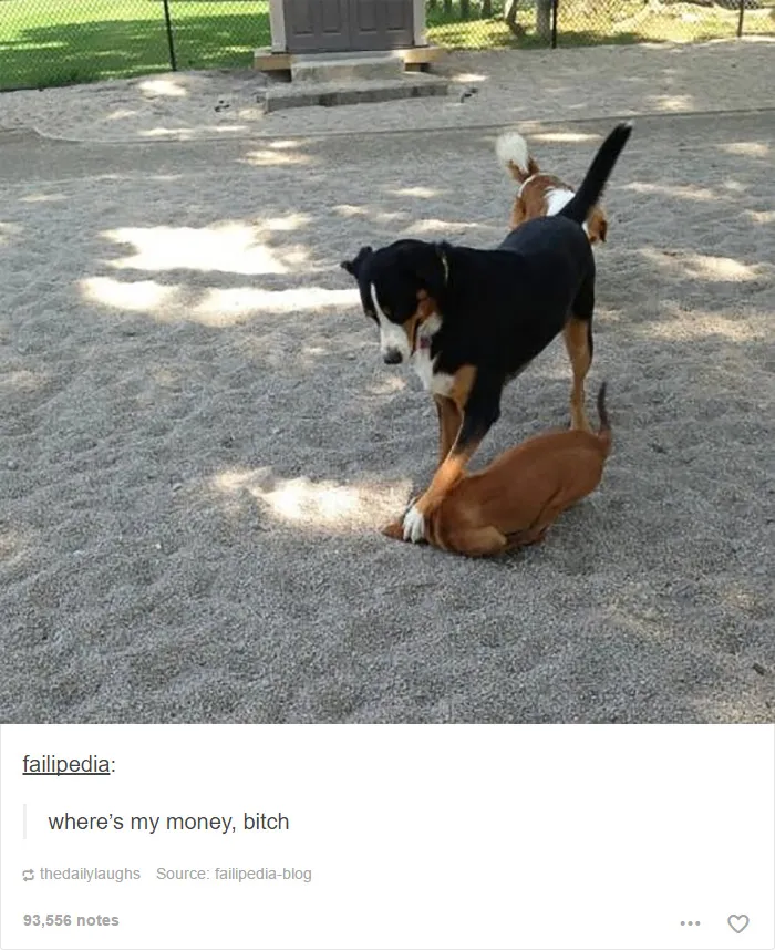 109 Dog Posts On Tumblr That Are Impossible To Get Through Without Smiling