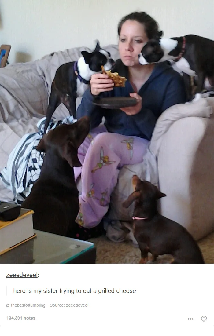 109 Dog Posts On Tumblr That Are Impossible To Get Through Without Smiling