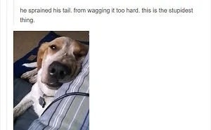 109 Dog Posts On Tumblr That Are Impossible To Get Through Without Smiling