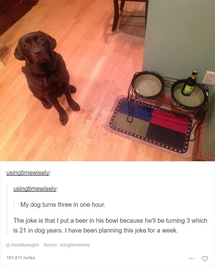 109 Dog Posts On Tumblr That Are Impossible To Get Through Without Smiling