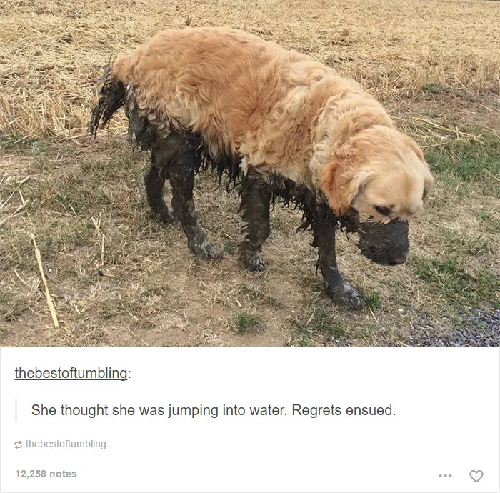 109 Dog Posts On Tumblr That Are Impossible To Get Through Without Smiling