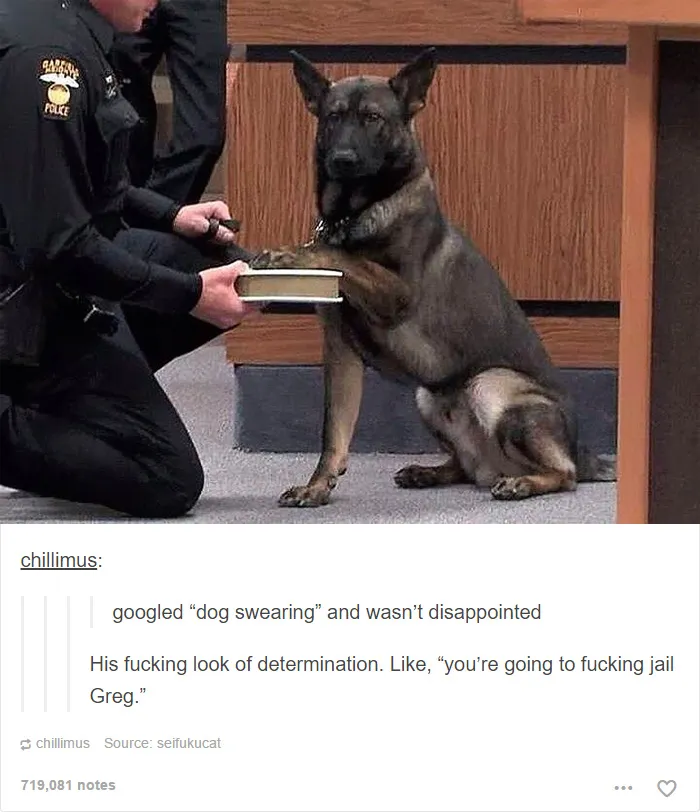 109 Dog Posts On Tumblr That Are Impossible To Get Through Without Smiling