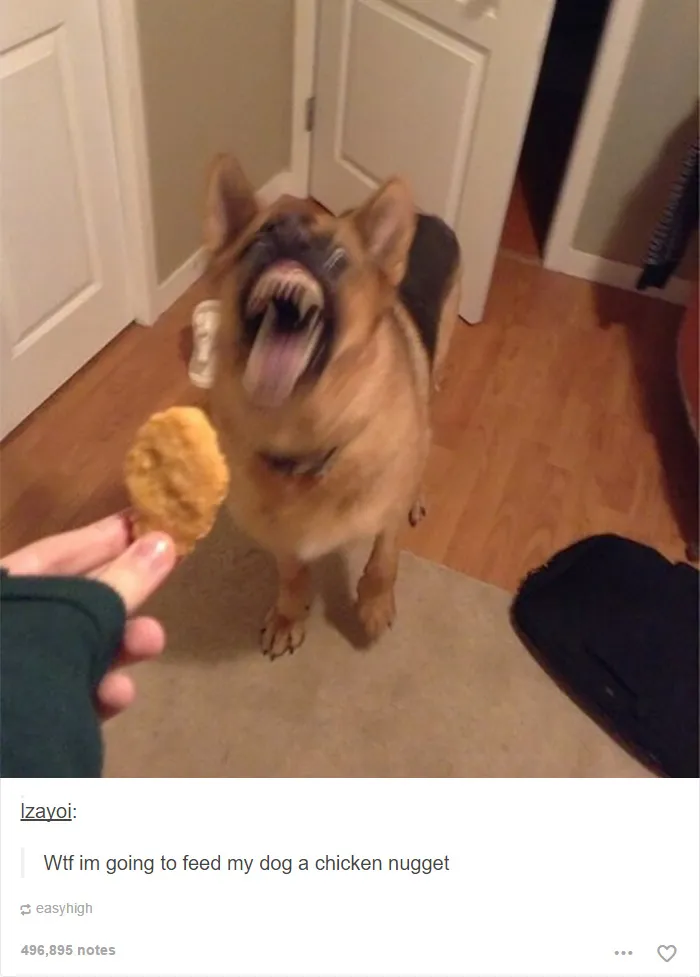 109 Dog Posts On Tumblr That Are Impossible To Get Through Without Smiling