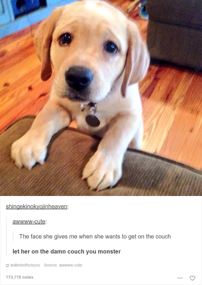 109 Dog Posts On Tumblr That Are Impossible To Get Through Without Smiling