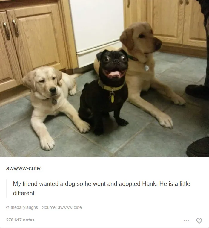 109 Dog Posts On Tumblr That Are Impossible To Get Through Without Smiling